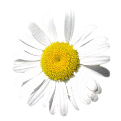 Be fresh as a daisy  with a skin care session at Hair at the Ritz!